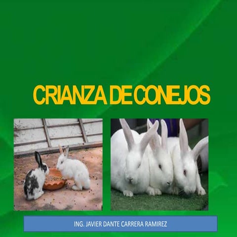 Charla conejos | PPTX