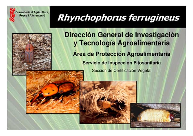 Charla Informativa Picudo Rojo