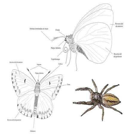 Charla mariposas. Daniel Ortín