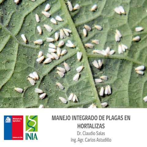 Manejo integrado de plagas en hortalizas 