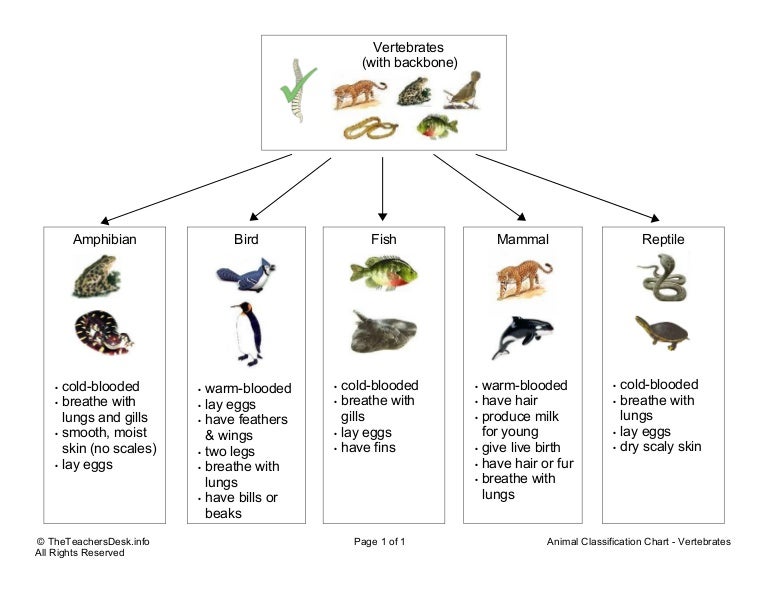 Flow Chart Of Animal Kingdom