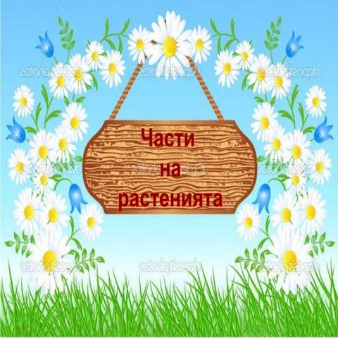 Части на растенията 1 клас- Ивелина Иванова