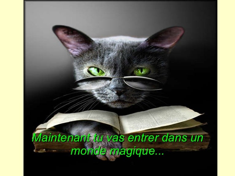 Chat Magique