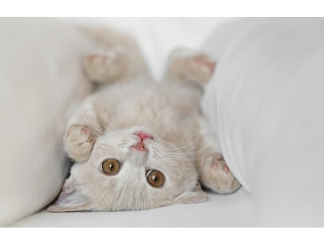 Chatons mignons tout plein