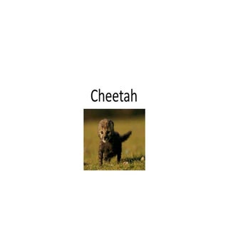 Cheetah