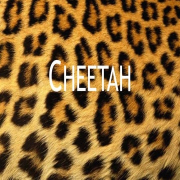 Cheetah