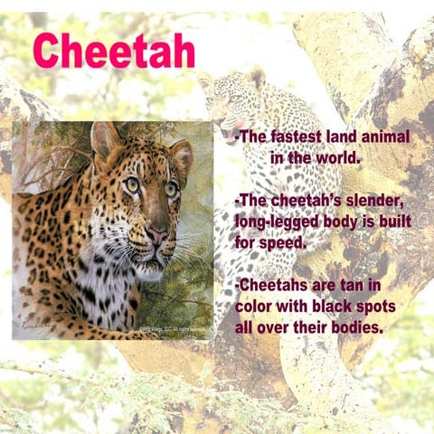 Cheetah[1]