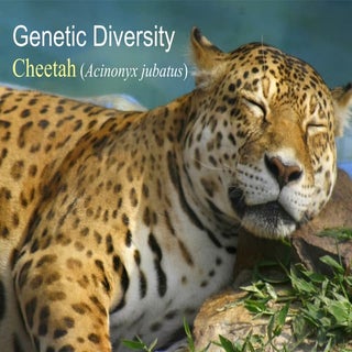 Cheetah (genetic diversity)