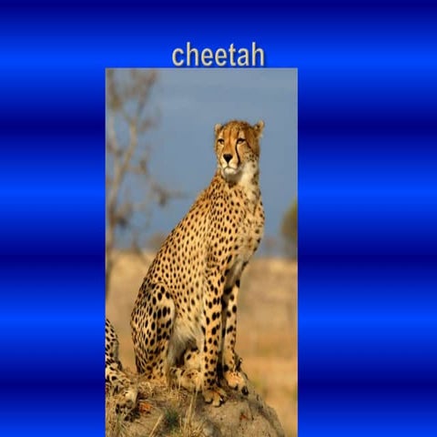 Cheetah powerpoint