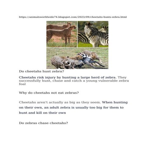 cheetahs-hunts-zebra.PDF