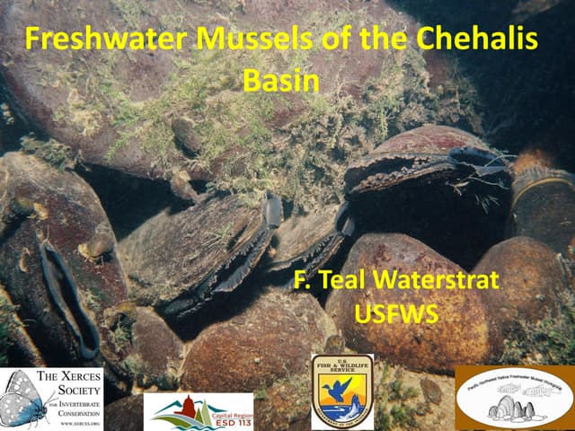 Chehalis Freshwater Mussels  2014