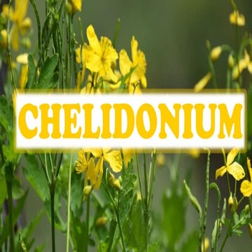 CHELIDONIUM.BHMS.MATERIA MEDICA.HOMOEOPATHY