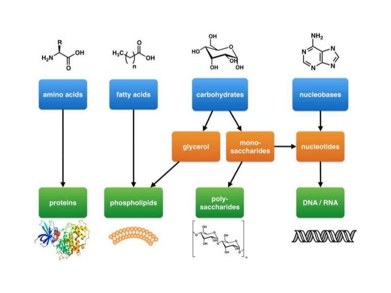 Chemistry of life visual aids