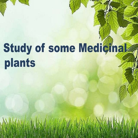 medicnal plants lpu
