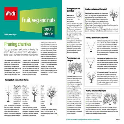 Cherry pruning