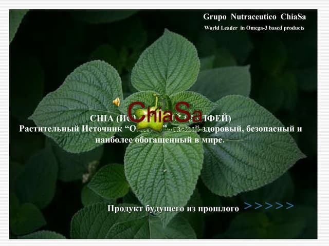 Chia (испанский шалфей).vika origen.ppt1