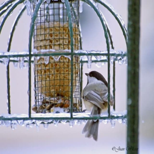 Chilly Chickadee