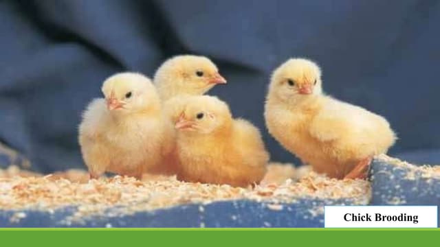 Brooding in poultry | PPTX