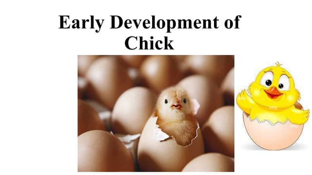 Development of chick embryo- structure of egg,cleavages,fate map and ...