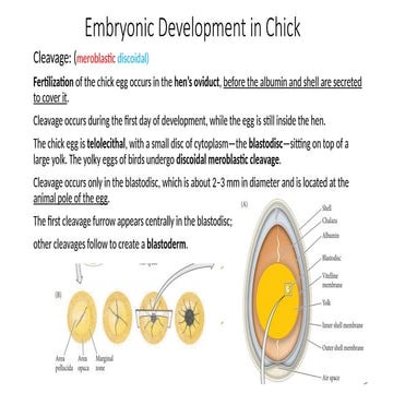 Development of chick | PPTX