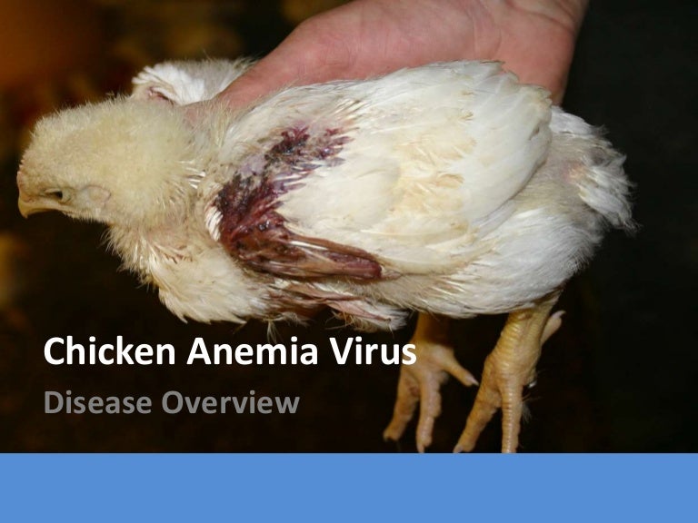 Chicken Anemia Virus