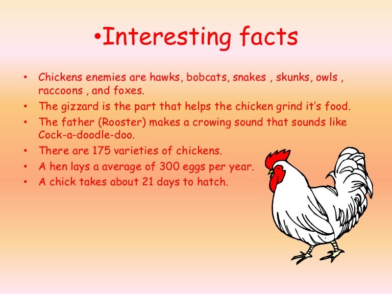 Chicken facts