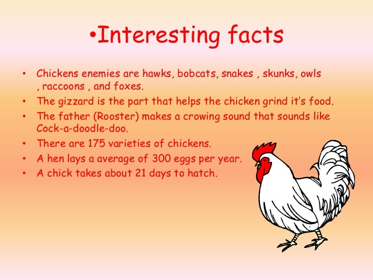 Chicken facts