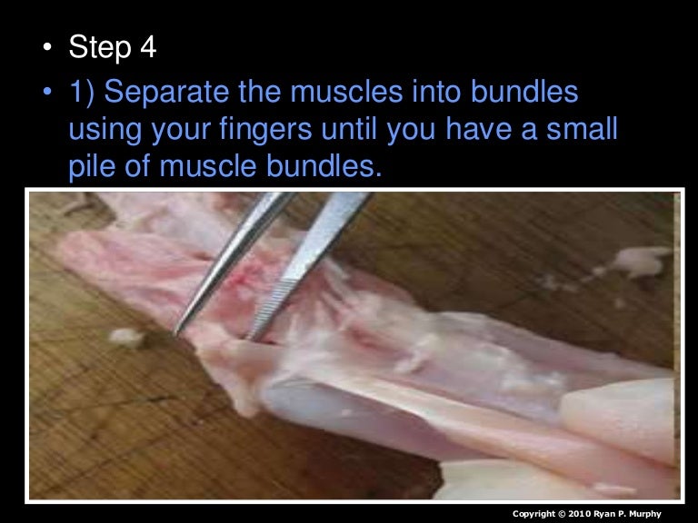 Chicken Leg Dissection PowerPoint, Muscular System, Skeletal System,