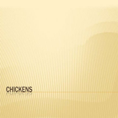Chickens | PPTX