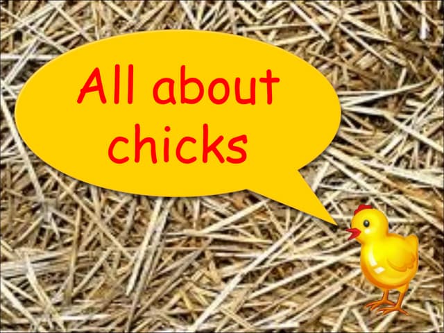 Chickens life cycle
