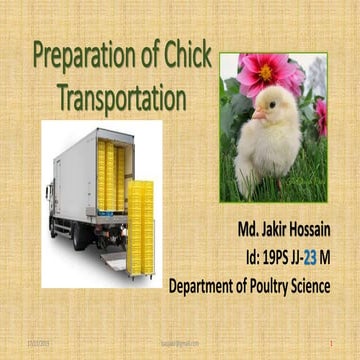 Chick transportation