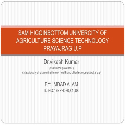 Chicory presentation