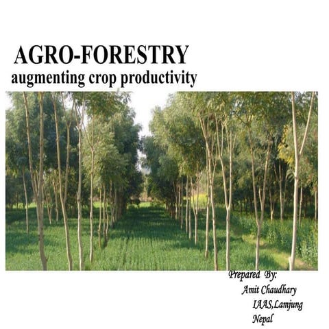 Role of agroforestry in augmenting crop productivity