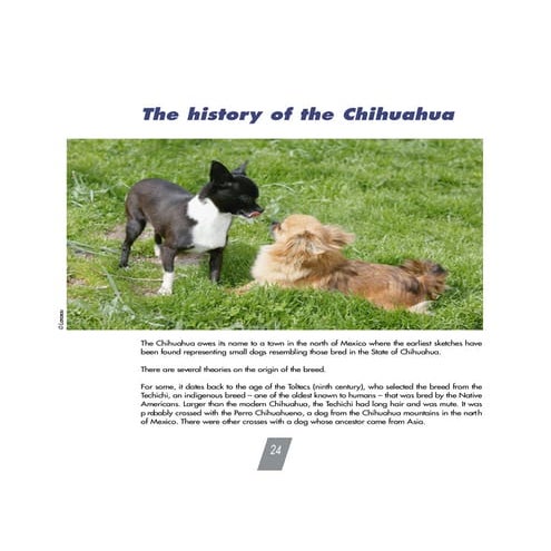 Chihuahua History Pdf