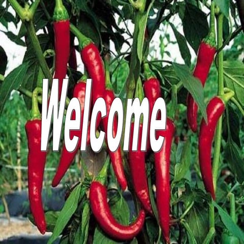 Chilli capsicum sp..