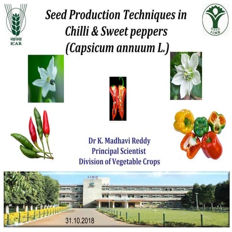 Chilli   seed production 31.10.18