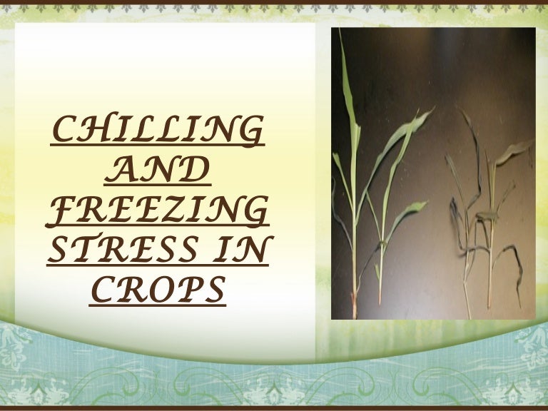 Chilling & freezing stress in crops