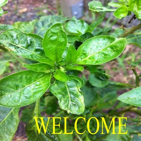 Chilli thrips(RAKESH)