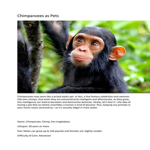 5 B Chimpanzee | PDF