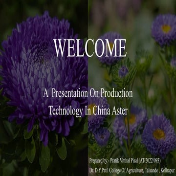 Production Technology of China aster  .pptx