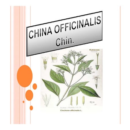 China officinalis