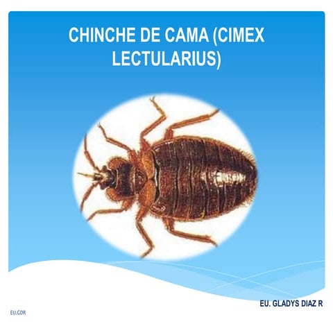 Chinche de cama (cimex lectularius) (3)