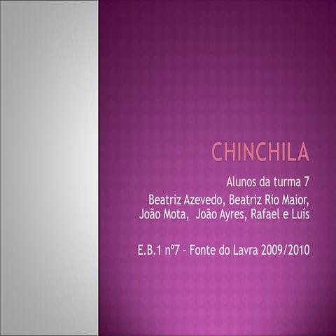 Chinchila