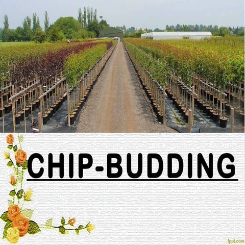 TYPES OF BUDDING | PPTX