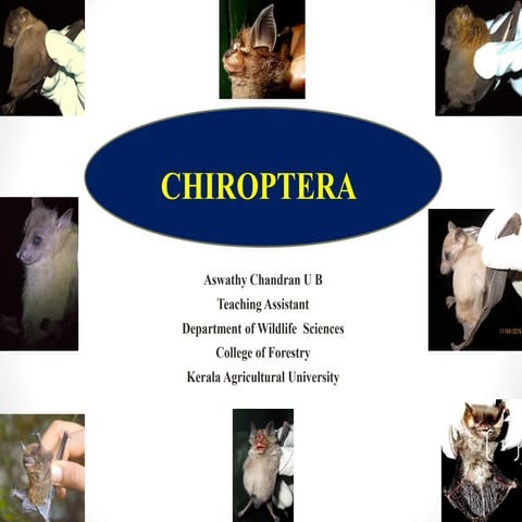  Order - Chiroptera, wildlife Biology 