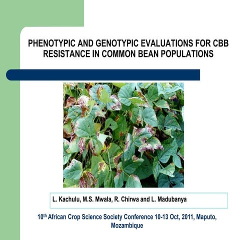 PHENOTYPIC AND GENOTYPIC EVALUATIONS FOR CBB RESISTANCE IN COMMON BEAN POPULA...