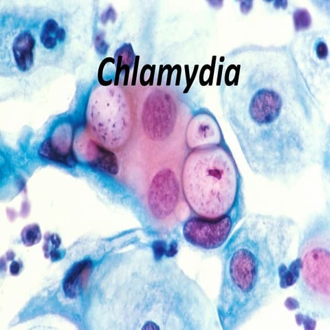 Chlamydia | PPT