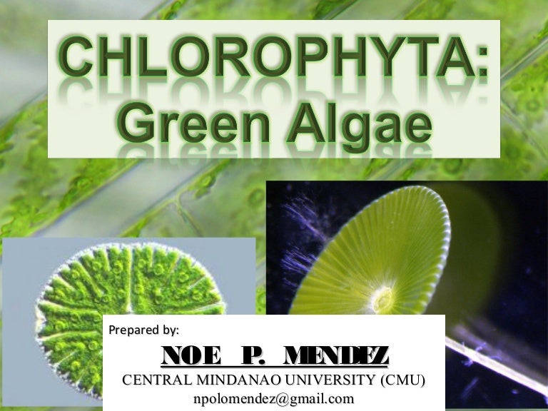 Chlorophyta