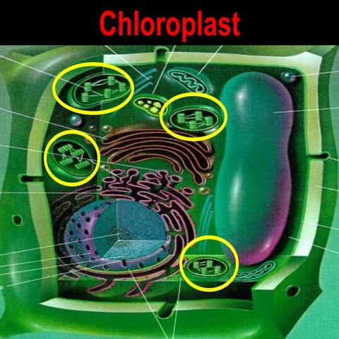Chloroplast