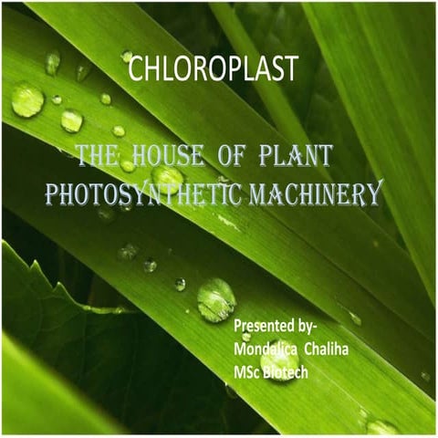 Chloroplast